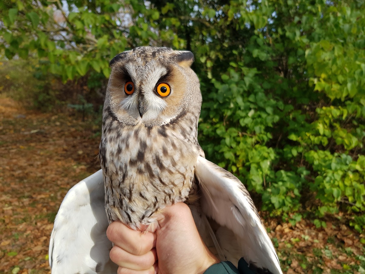 Long-eared Owl (Eurasian) - ML119563341
