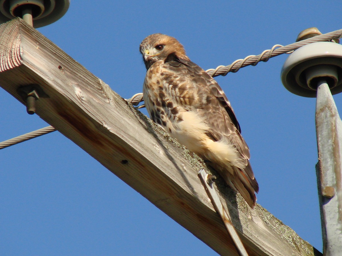Red-tailed Hawk - Serge Poles