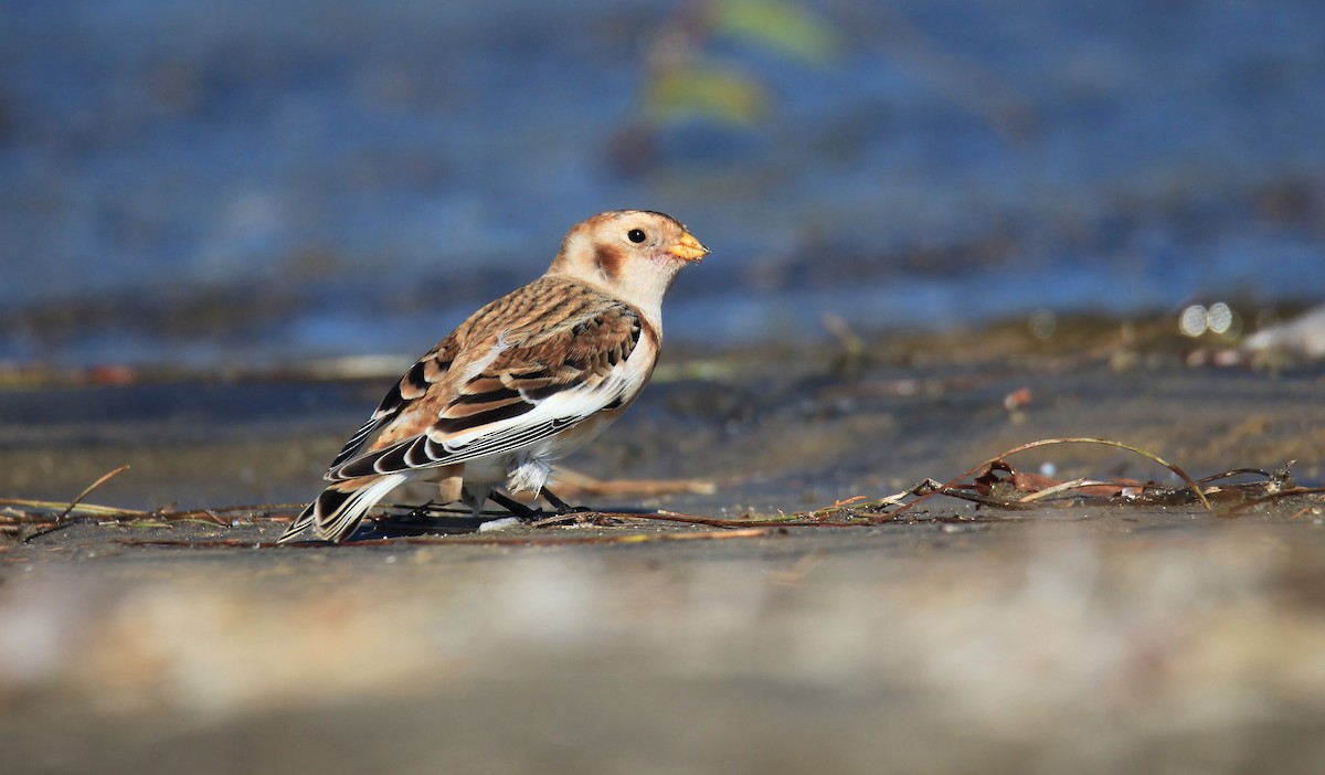Snow Bunting - Diane St-Jacques