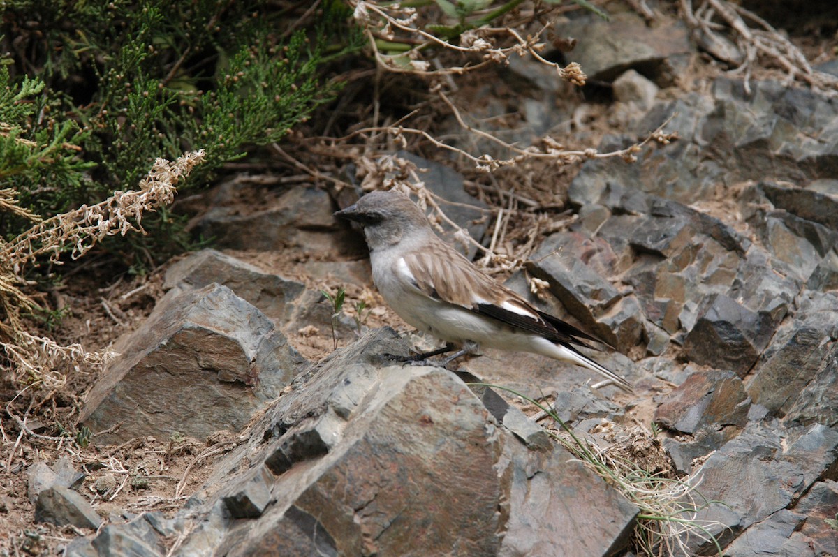 White-winged Snowfinch - ML119568621
