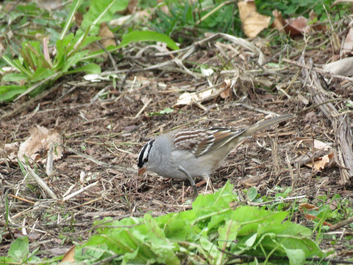 White-crowned Sparrow - Blair Fleming