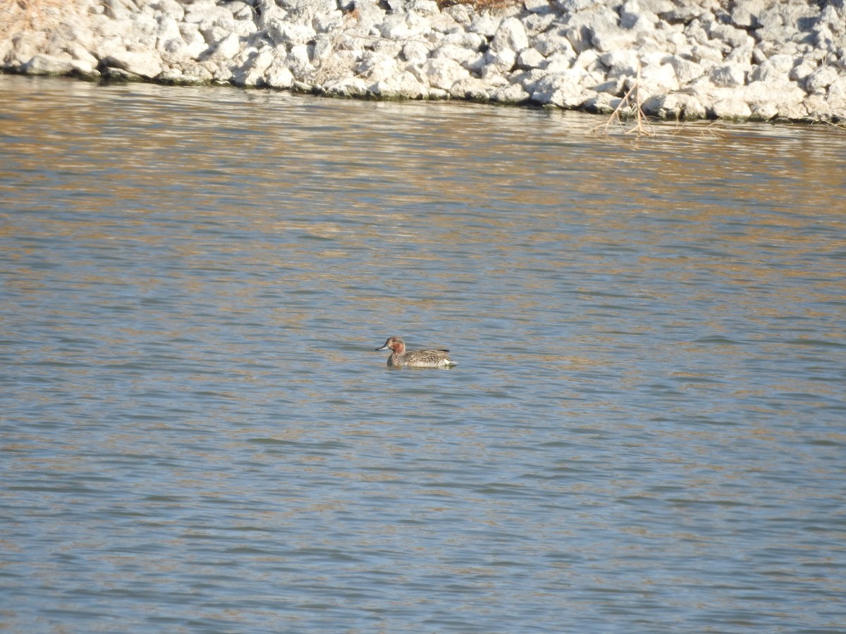 Green-winged Teal - ML119570311