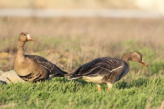 Greater White-fronted Goose, ML119571441