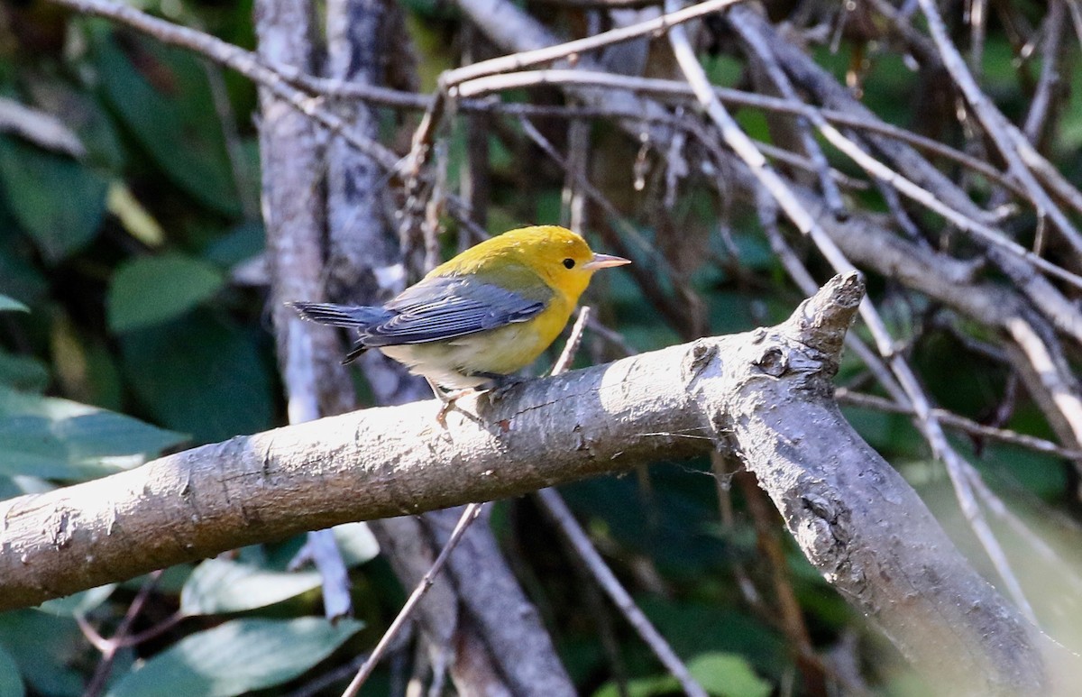 Prothonotary Warbler - Roger Zachary