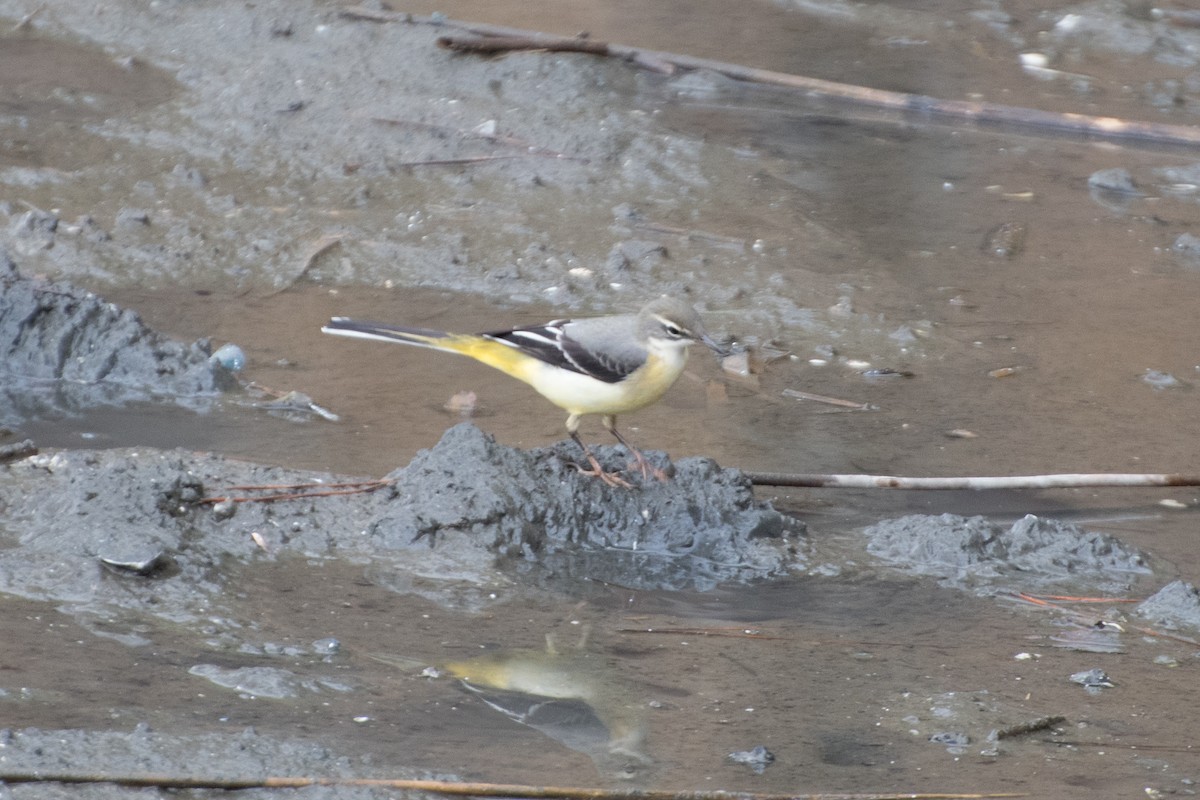 Gray Wagtail - Ray Wise