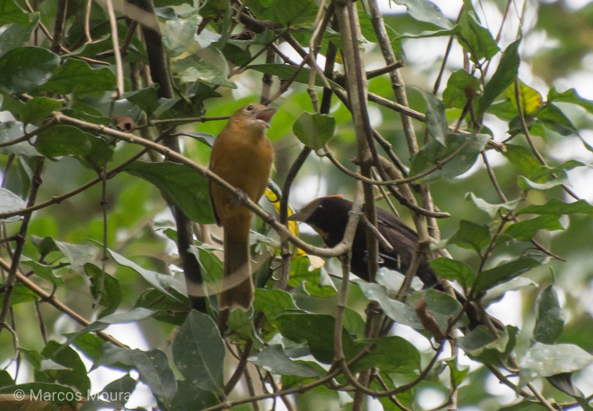 Flame-crested Tanager (Flame-crested) - Marcos Moura