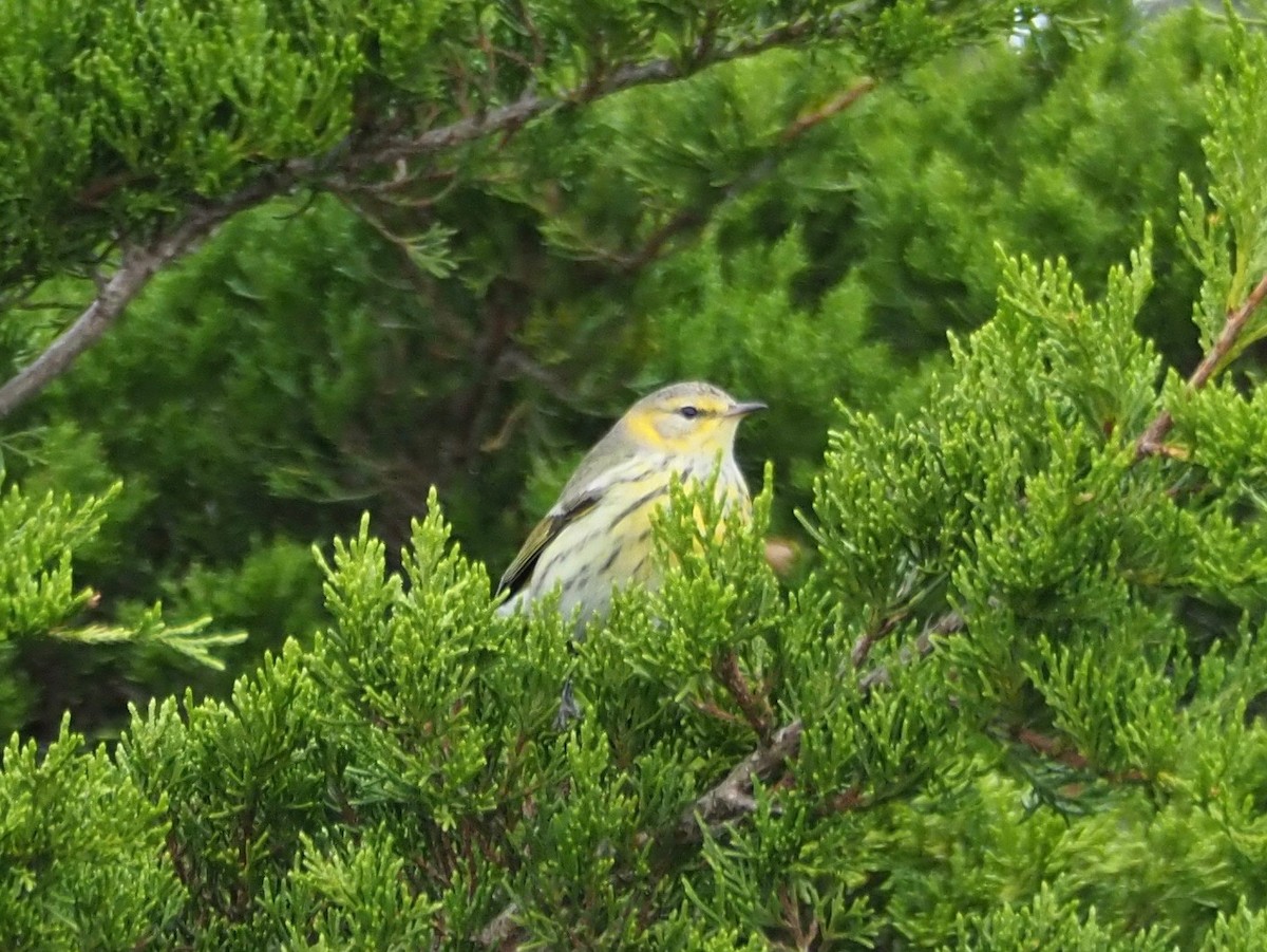 Cape May Warbler - Kelly Siderio