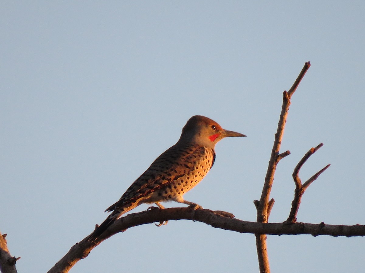 Northern Flicker (Red-shafted) - Calvin Hardcastle
