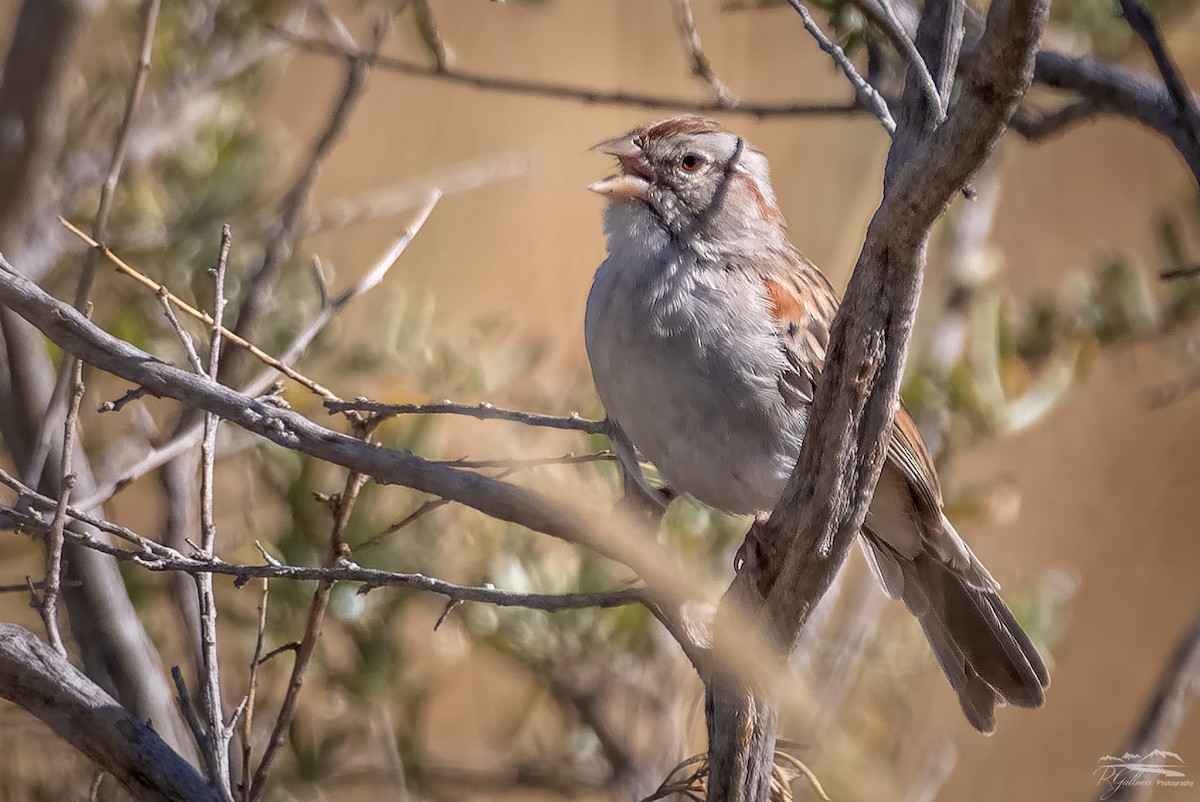 Rufous-winged Sparrow - Robert Gallucci