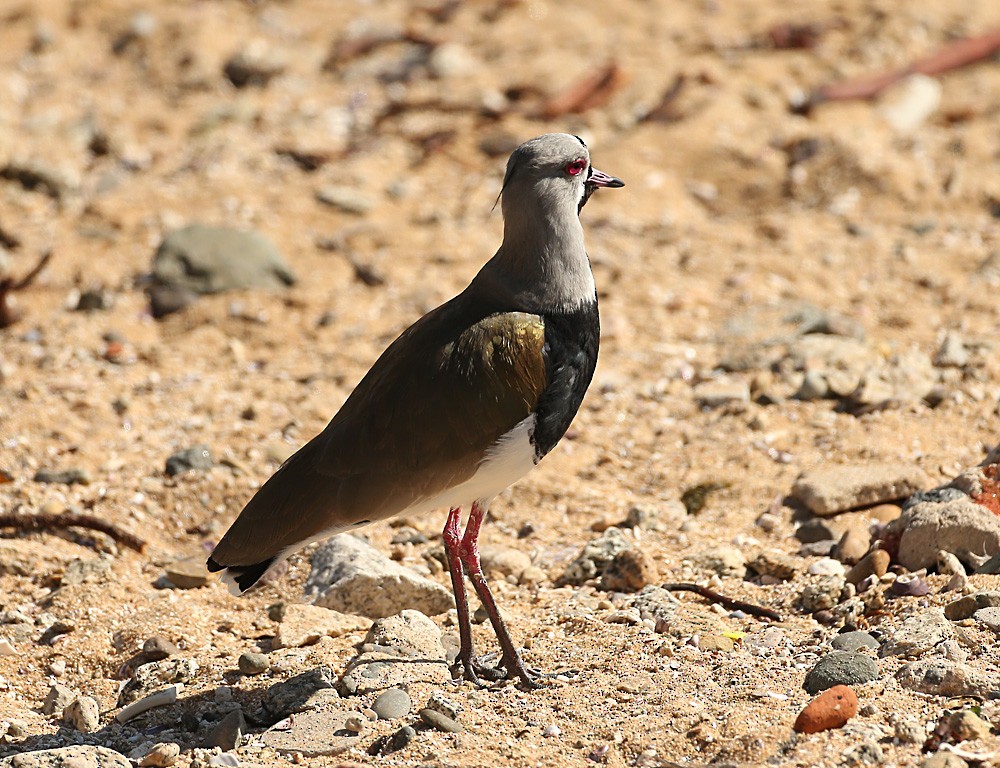 Southern Lapwing - Michael Walther