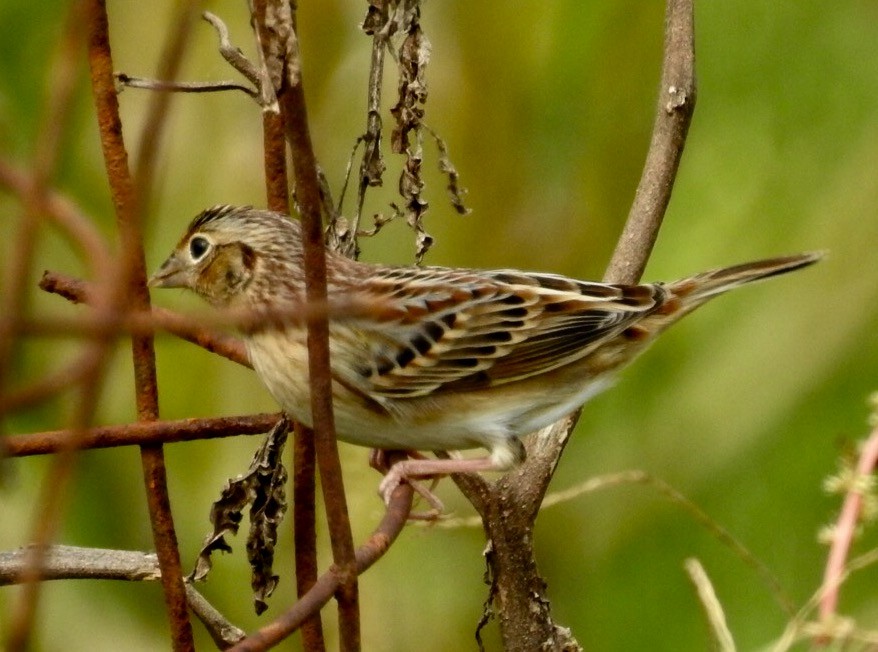 Grasshopper Sparrow - Jim Varner