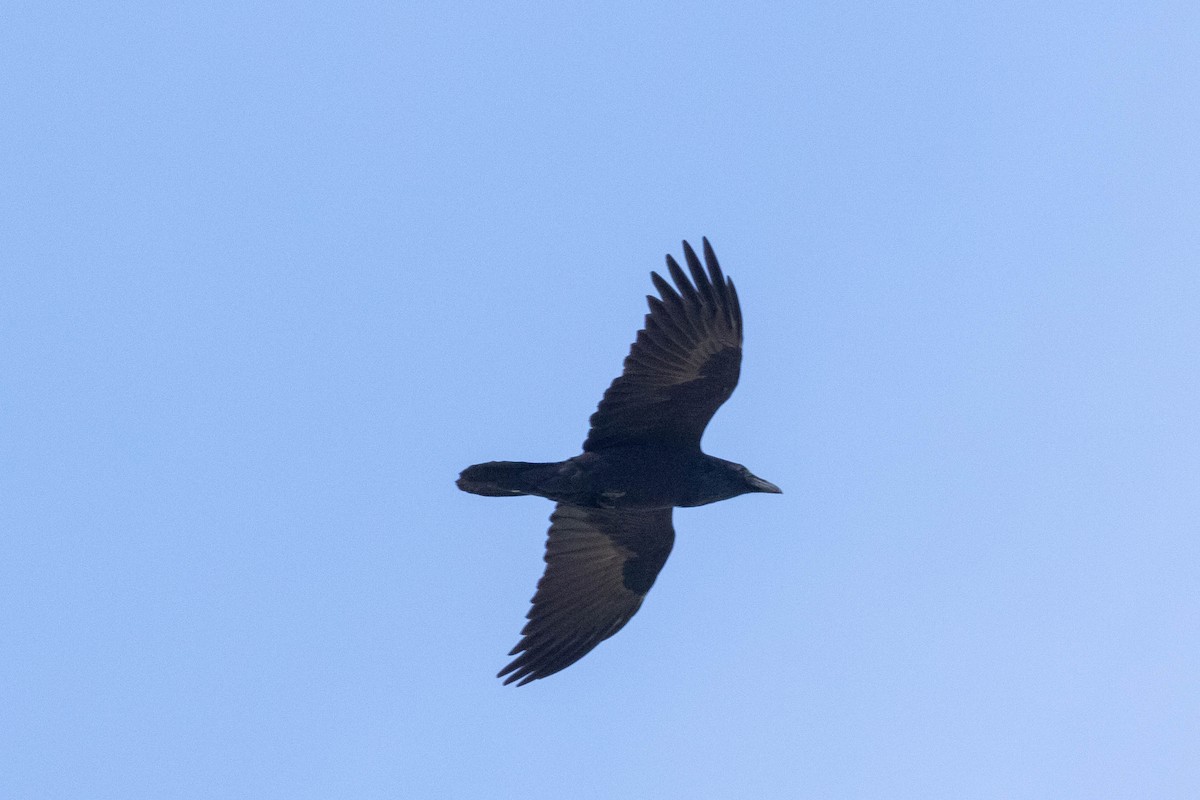 Common Raven - ML119587721