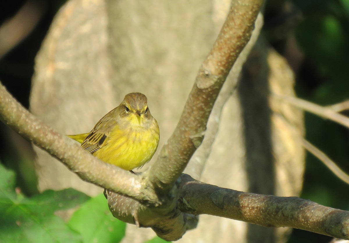 Palm Warbler (Yellow) - Keith Leonard