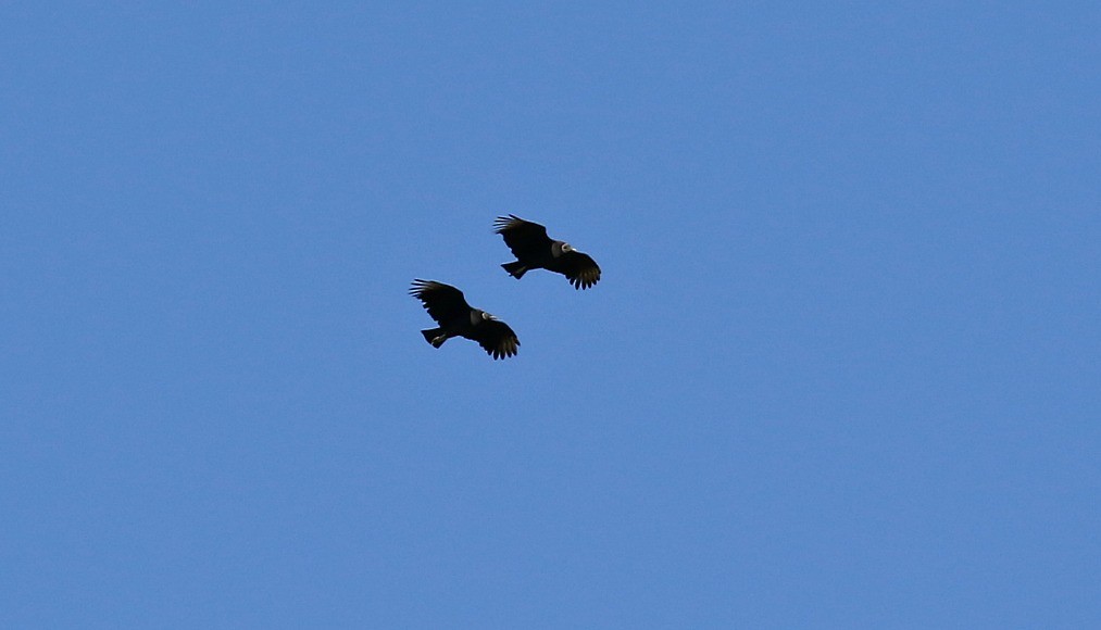 Black Vulture - ML119589711