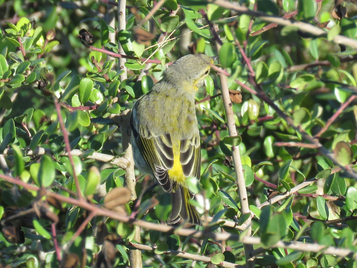 Cape May Warbler - Kent Fiala