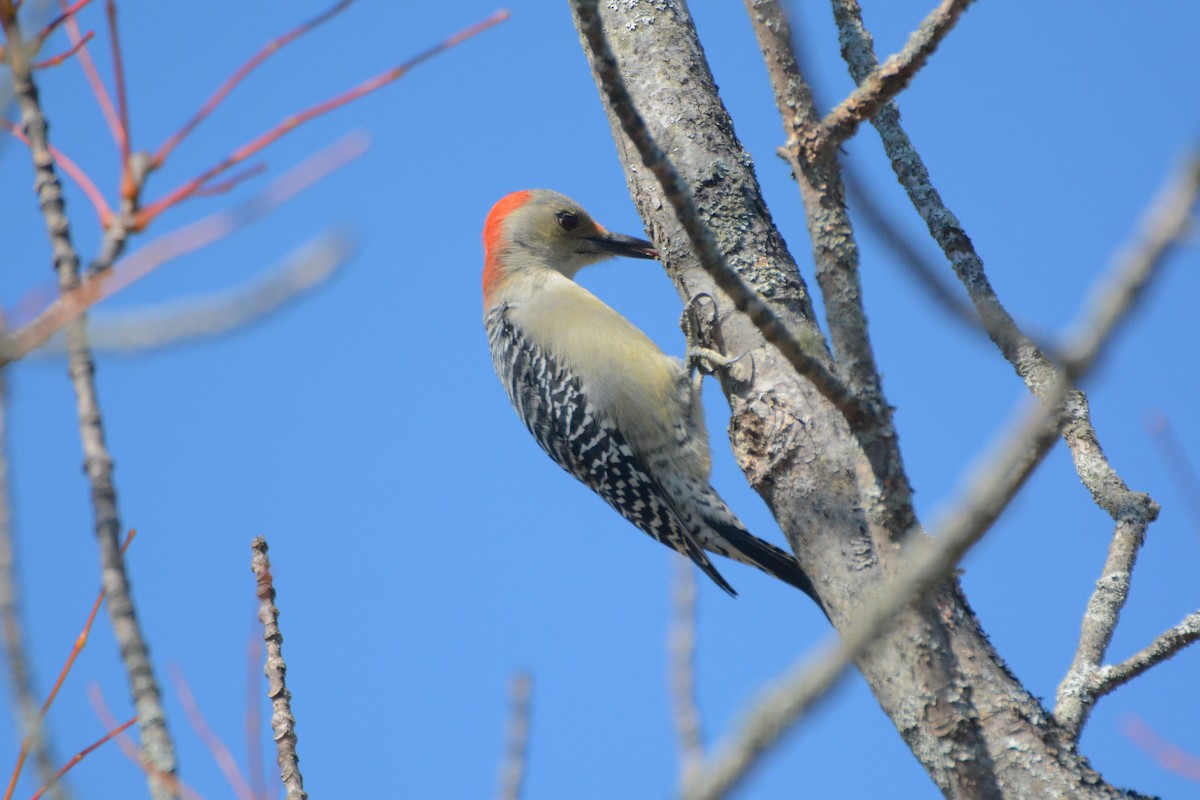 Red-bellied Woodpecker - Richard Garrigus
