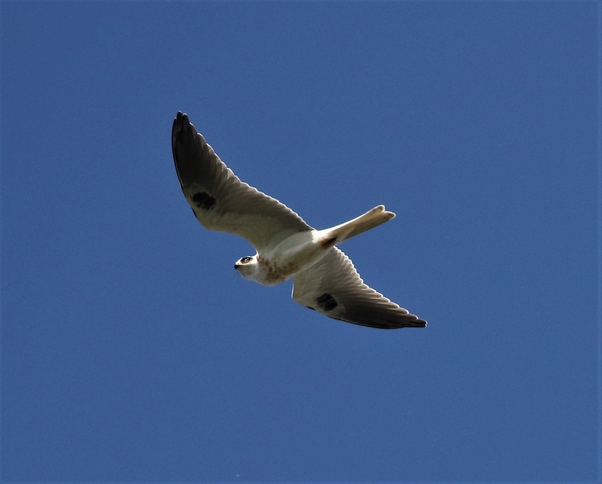White-tailed Kite - Patrick Vaughan