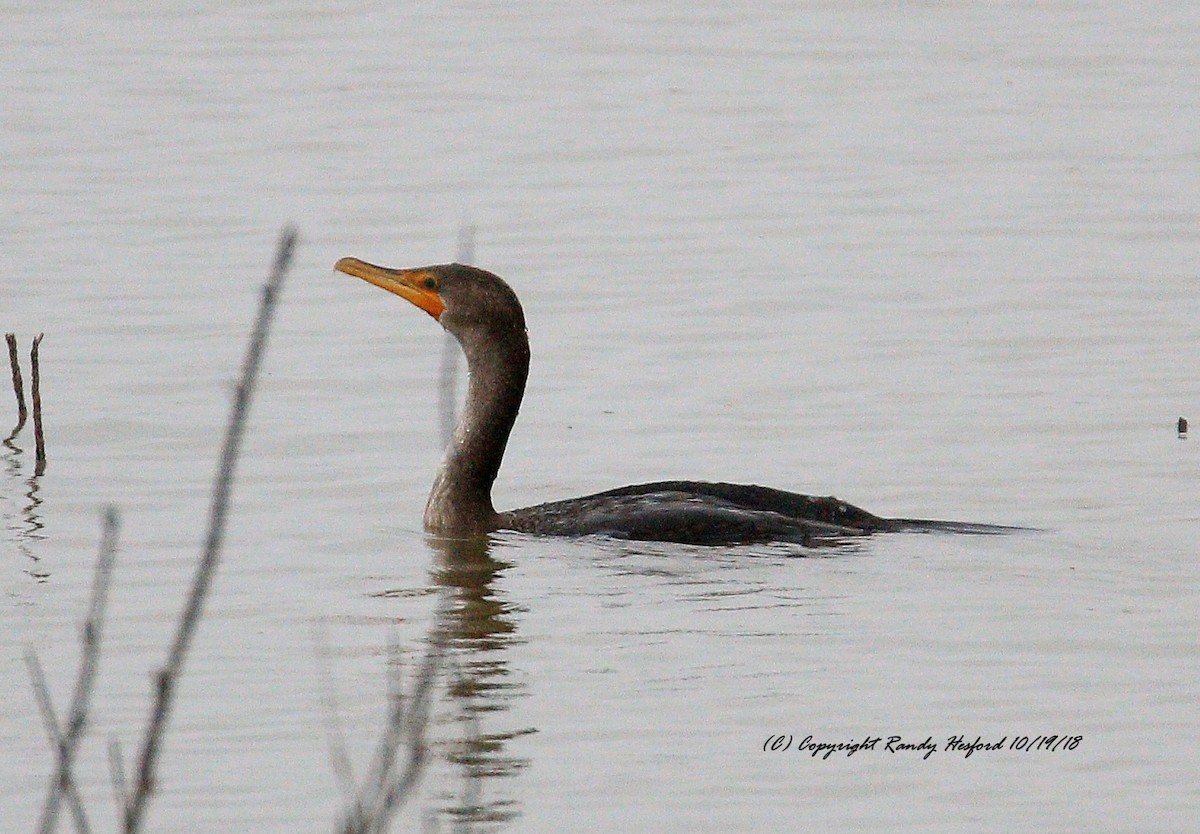 Double-crested Cormorant - Randy Hesford