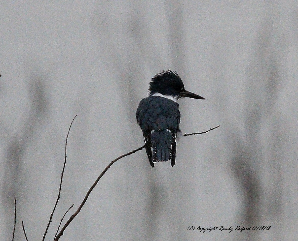 Belted Kingfisher - Randy Hesford