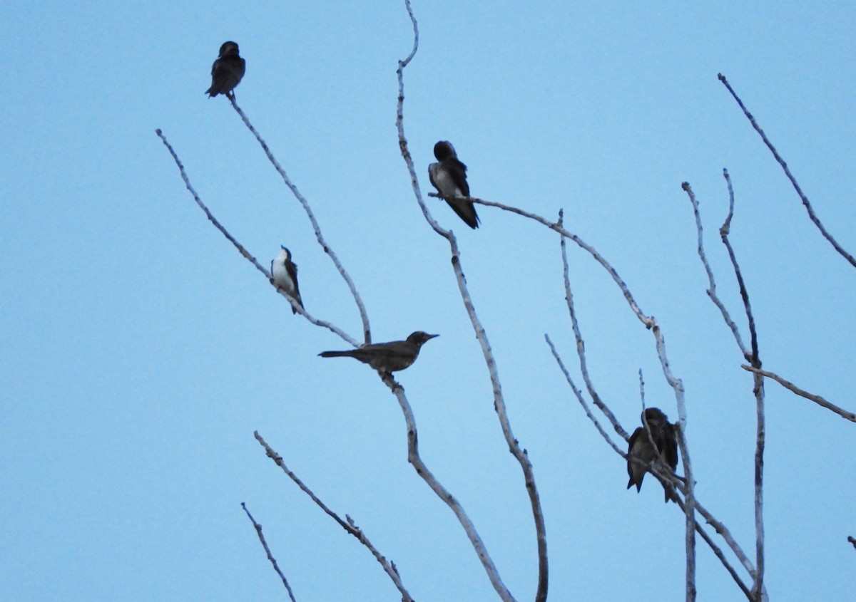Tree Swallow - heidi tarasiuk