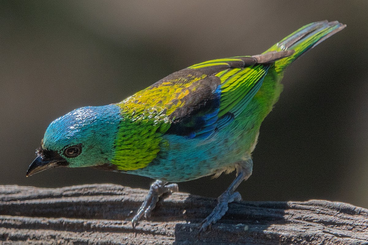 Green-headed Tanager - ML119596941