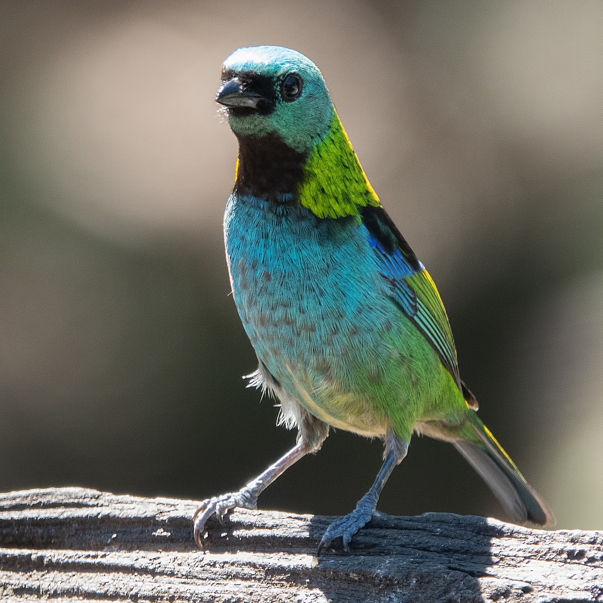 Green-headed Tanager - ML119596961