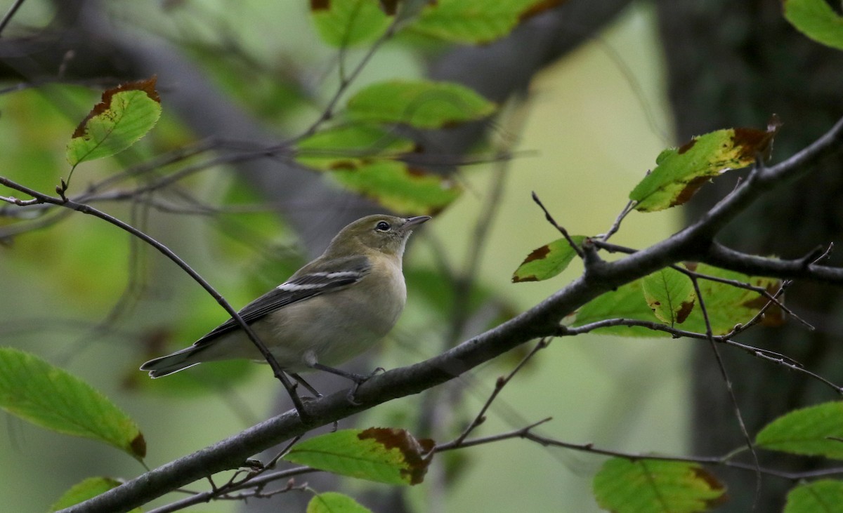 Bay-breasted Warbler - ML119598001