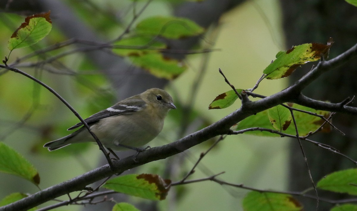Bay-breasted Warbler - ML119598101