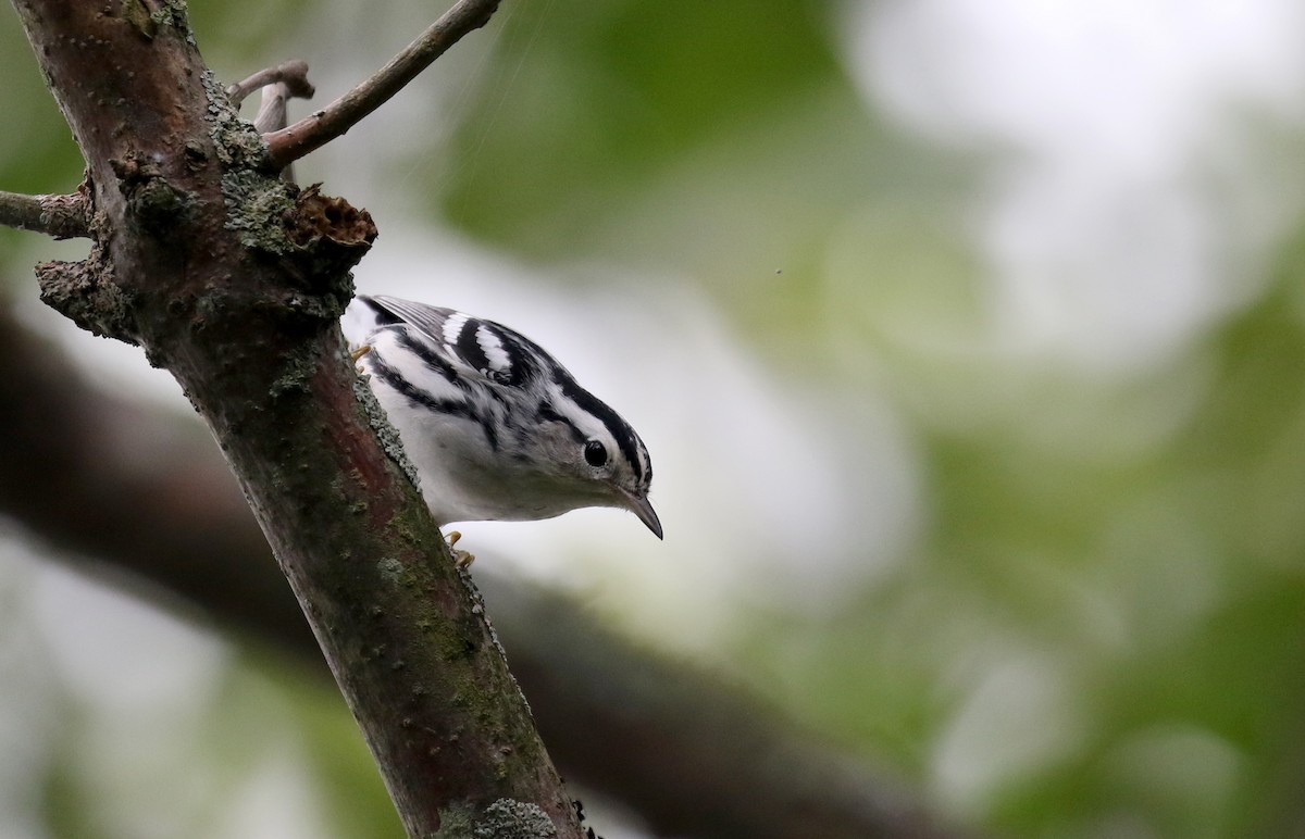 Black-and-white Warbler - ML119598151