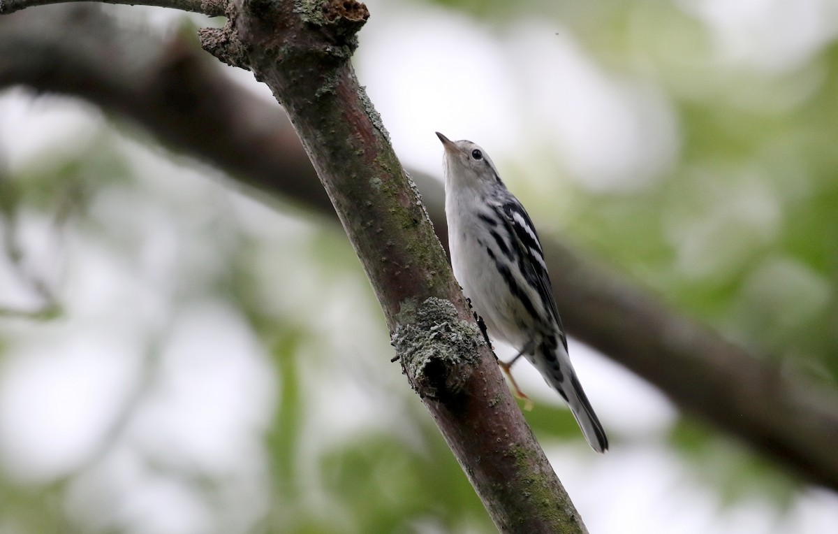 Black-and-white Warbler - ML119598181