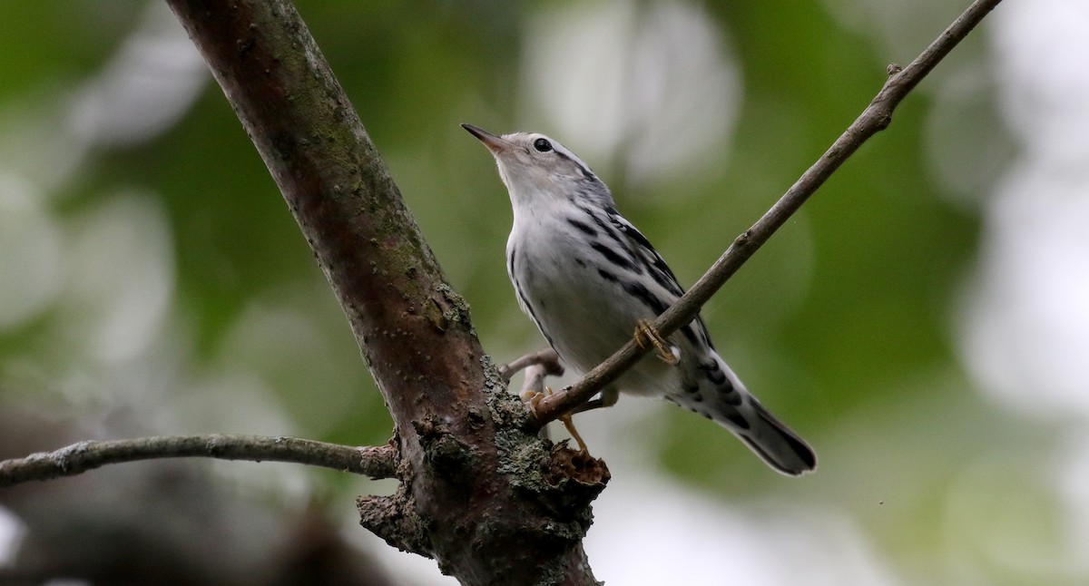 Black-and-white Warbler - ML119598241