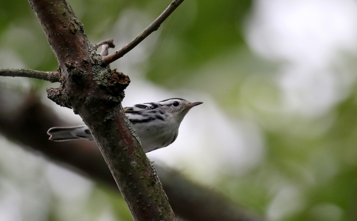Black-and-white Warbler - ML119598261