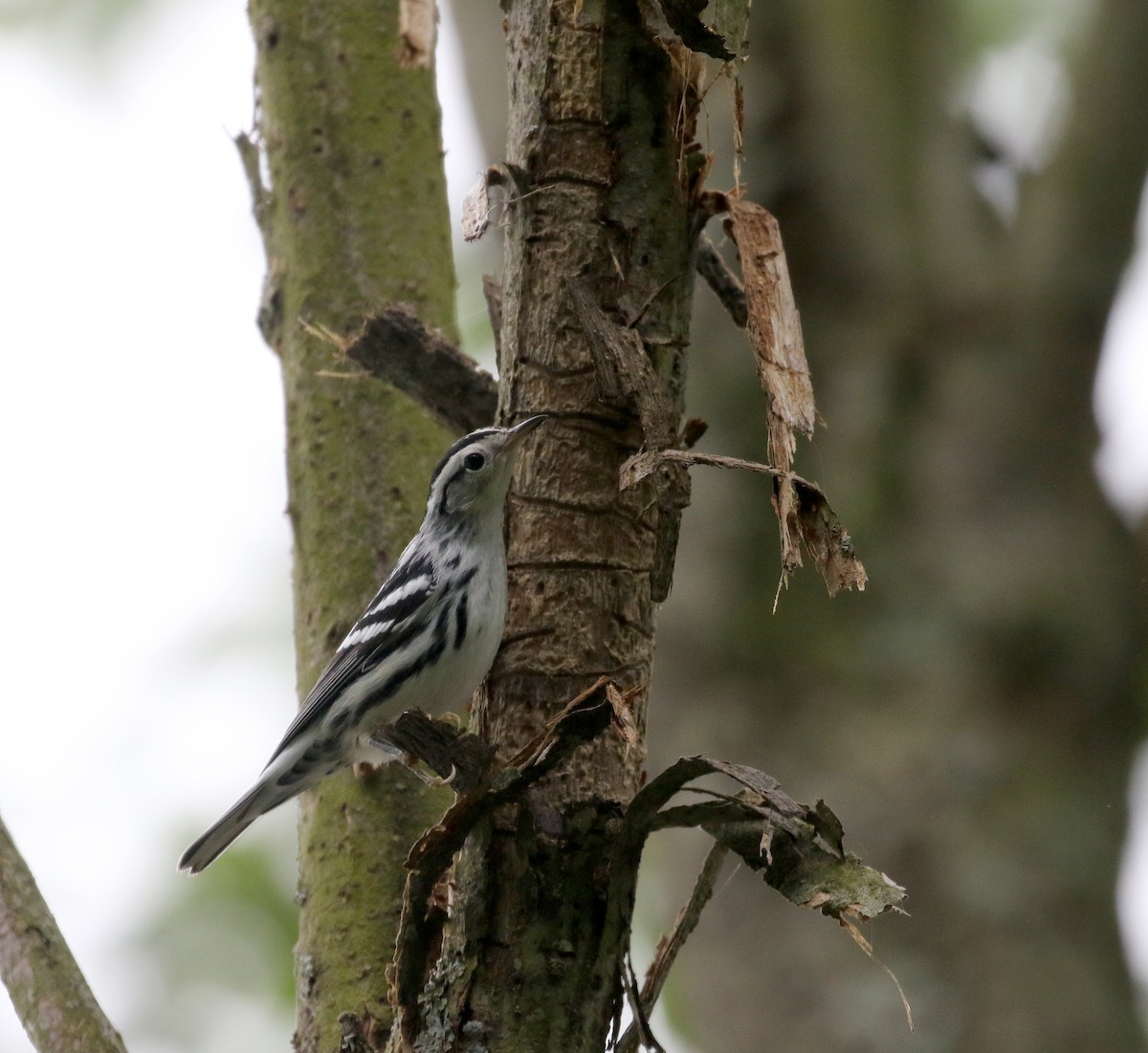 Black-and-white Warbler - ML119598311