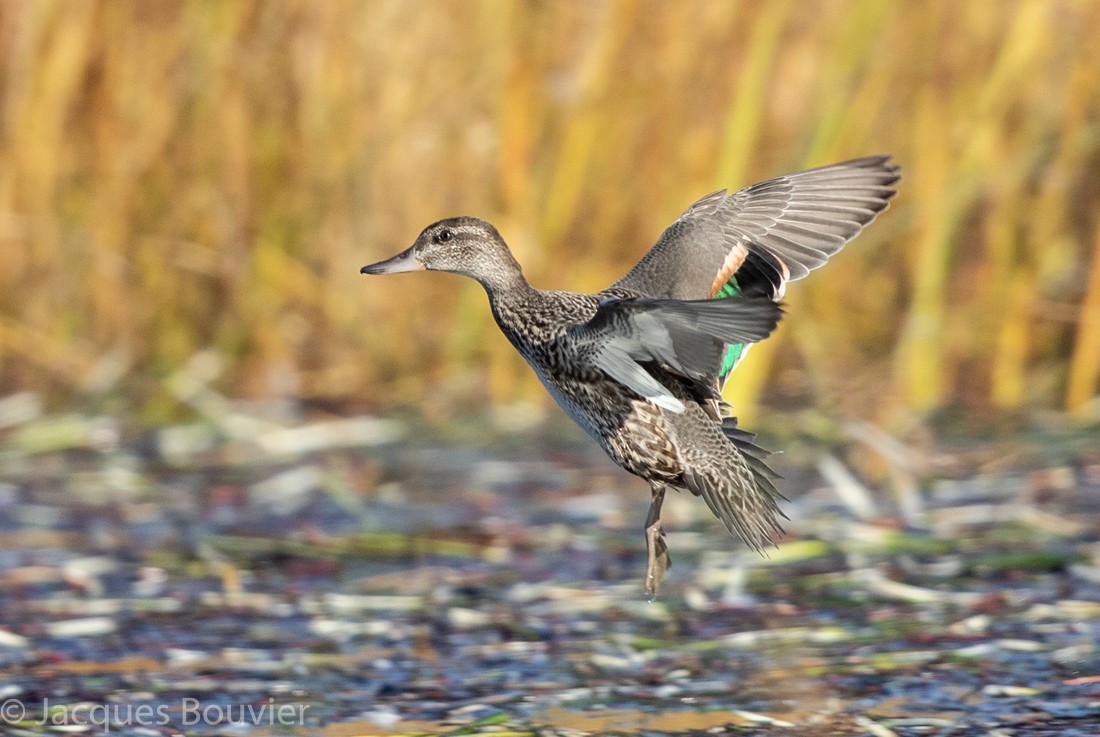 Green-winged Teal - ML119598901