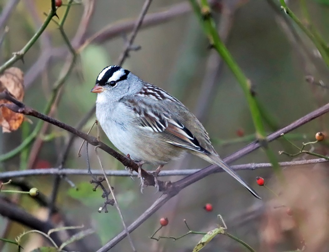 White-crowned Sparrow - ML119599091