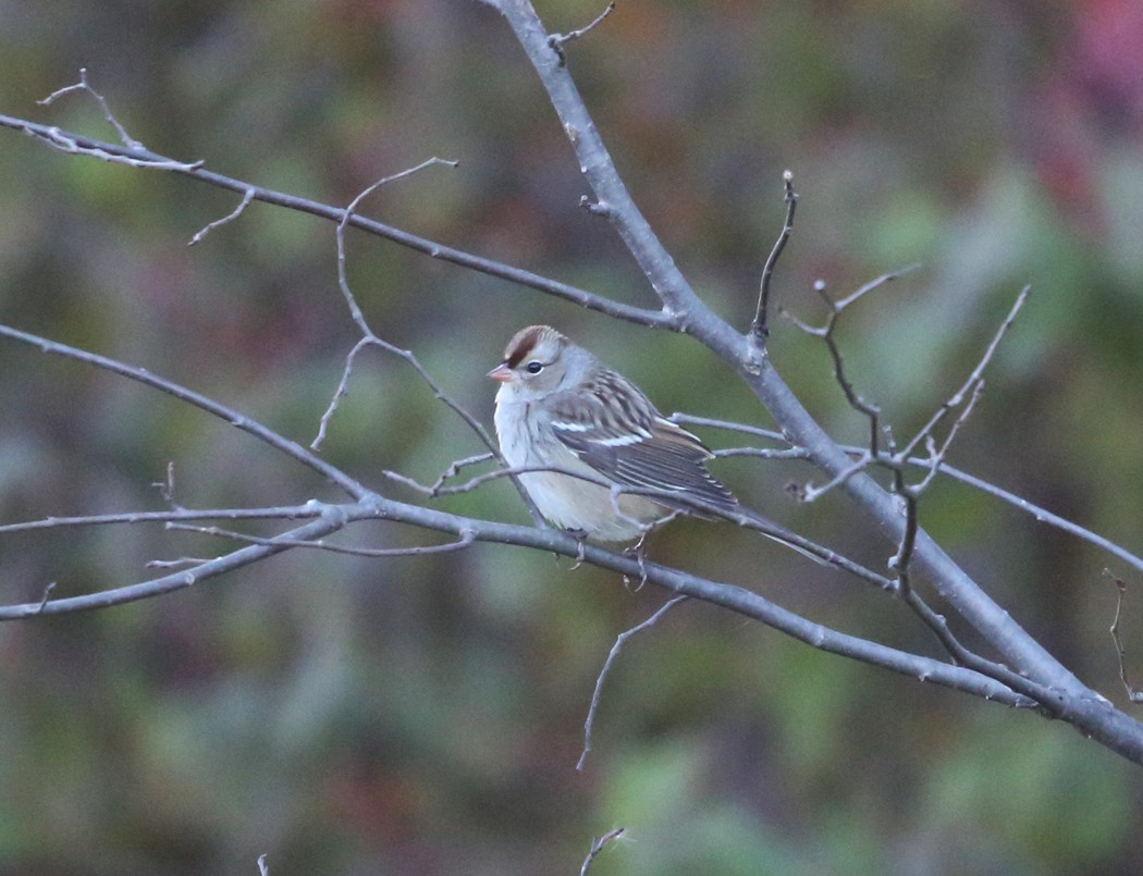 White-crowned Sparrow - ML119599101