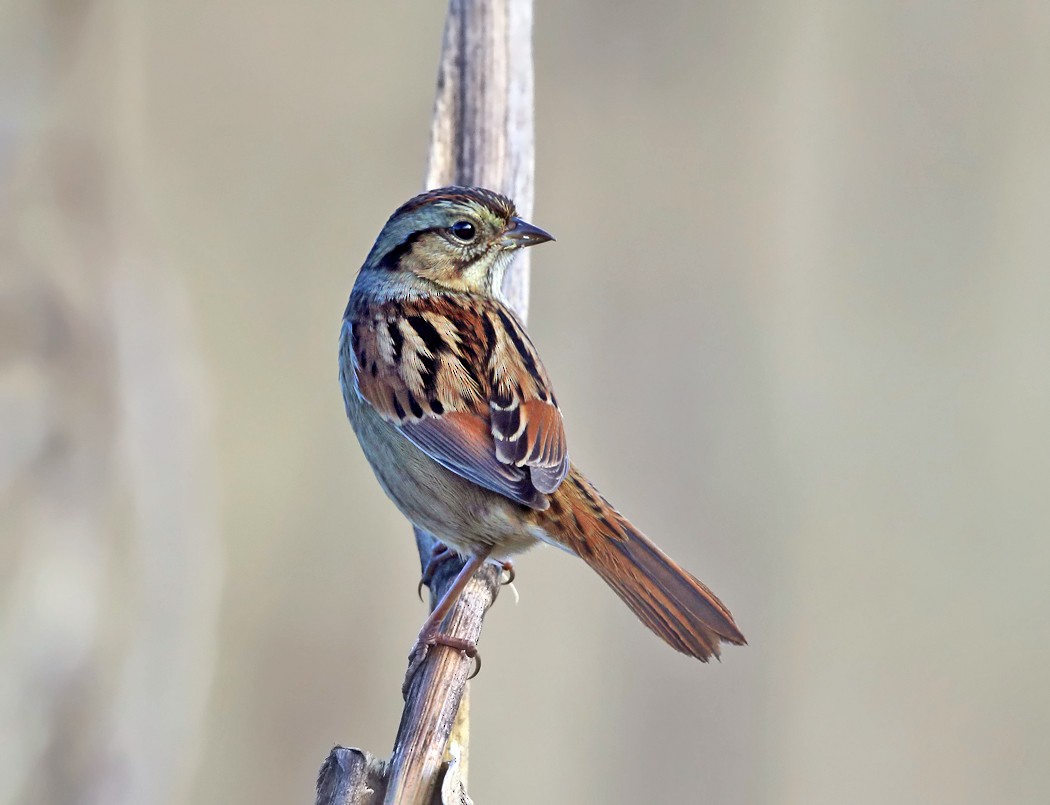 Swamp Sparrow - ML119599181