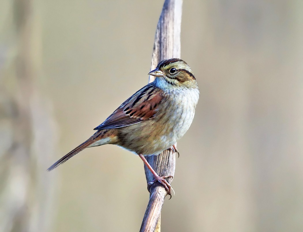 Swamp Sparrow - ML119599191