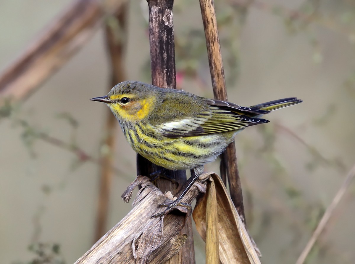 Cape May Warbler - Tom Murray