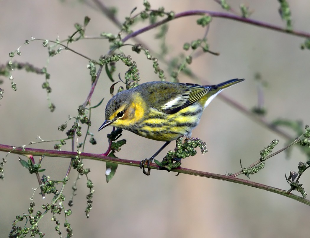Cape May Warbler - ML119599341