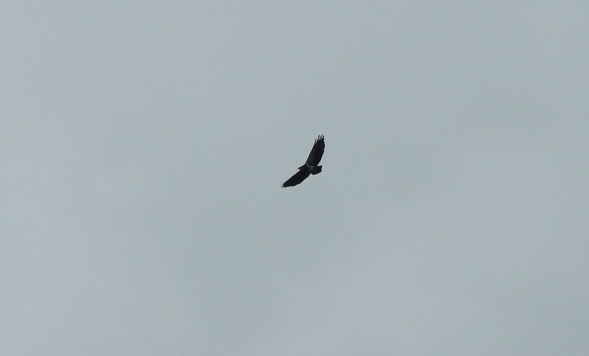 Black-chested Buzzard-Eagle - ML119601121