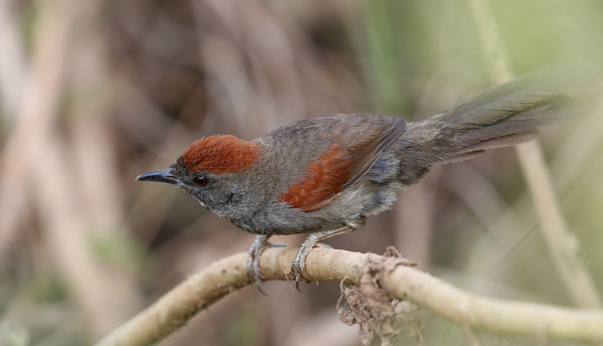 Cinereous-breasted Spinetail - Matthew Grube
