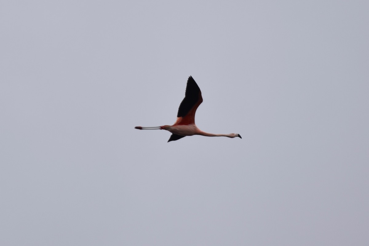 Chilean Flamingo - ML119603091