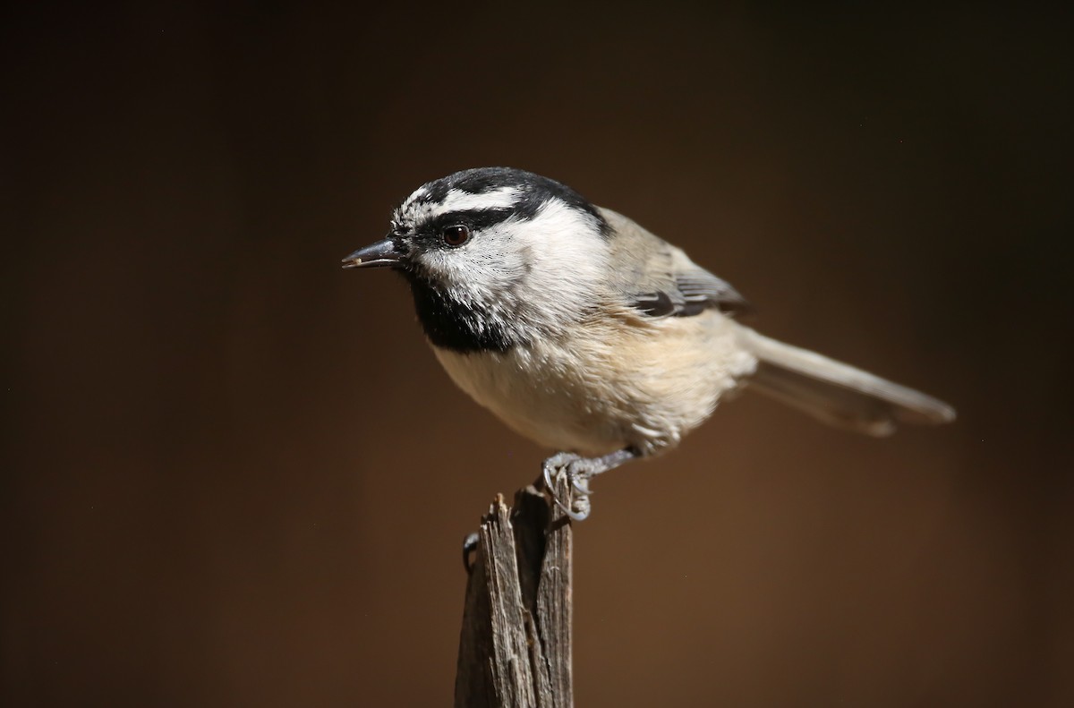 Mountain Chickadee - Andy Witchger