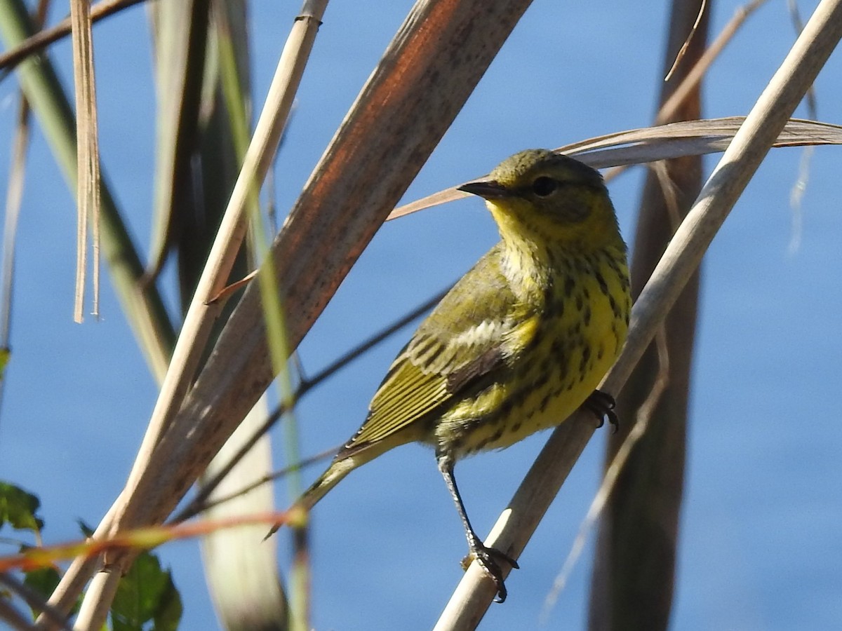 Cape May Warbler - Ronnie Hewlette