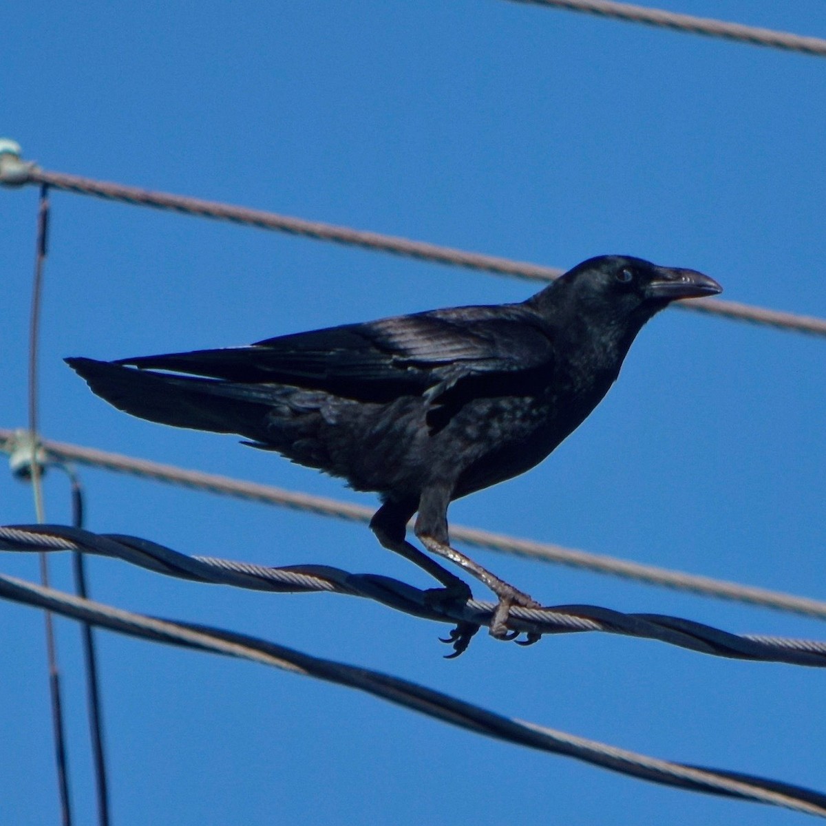Common Raven - Paul  Contreras