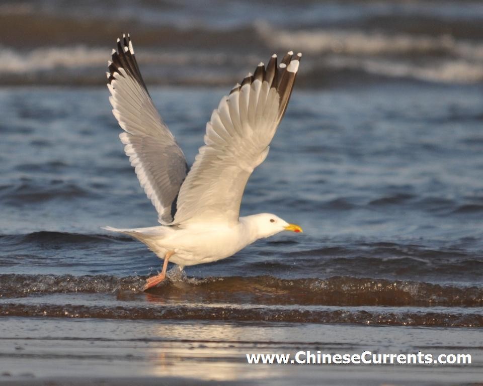 Herring Gull (Mongolian) - Steve Bale