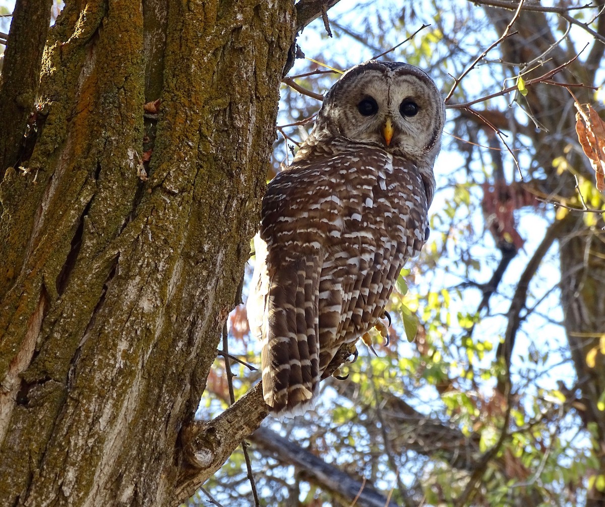 Barred Owl - Jean Campbell