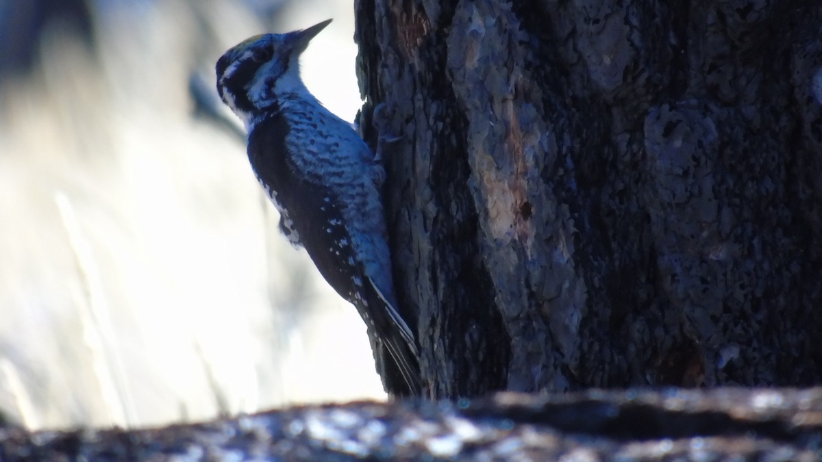 American Three-toed Woodpecker - Carrie Voss