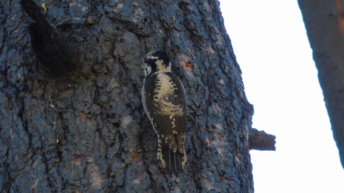 American Three-toed Woodpecker - Carrie Voss